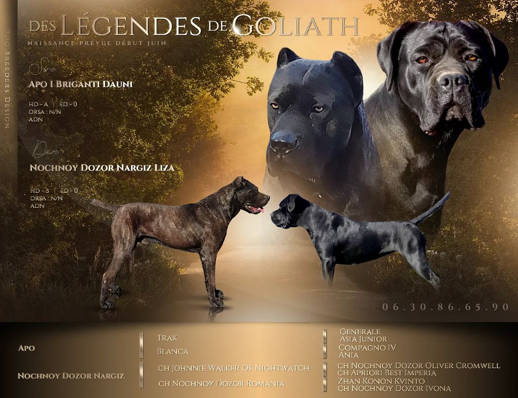 des Légendes de Goliath - gestation confirmé