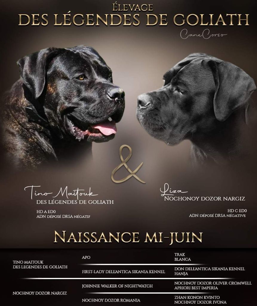 chiot Cane Corso des Légendes de Goliath