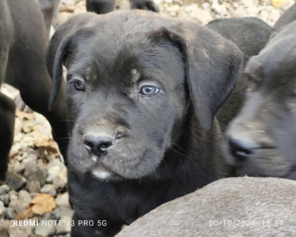 des Légendes de Goliath - Chiot disponible  - Cane Corso