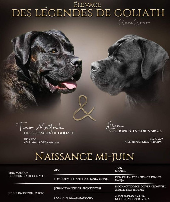 des Légendes de Goliath - Cane Corso - Portée née le 13/06/2024