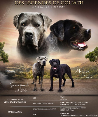 des Légendes de Goliath - Cane Corso - Portée née le 25/08/2024