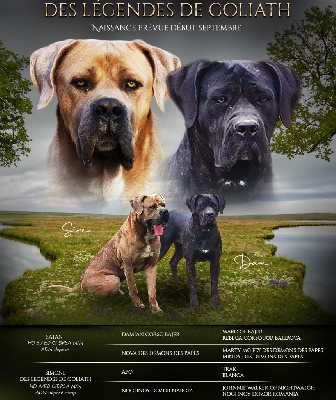 des Légendes de Goliath - Cane Corso - Portée née le 04/09/2024