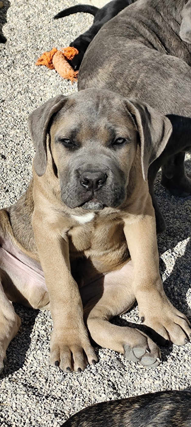 Alcatraz des légendes de goliath des Légendes de Goliath