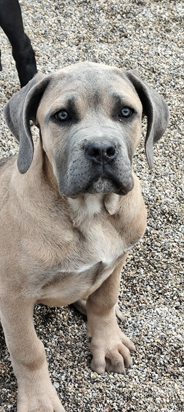 Apocalypse des légendes de goliath des Légendes de Goliath