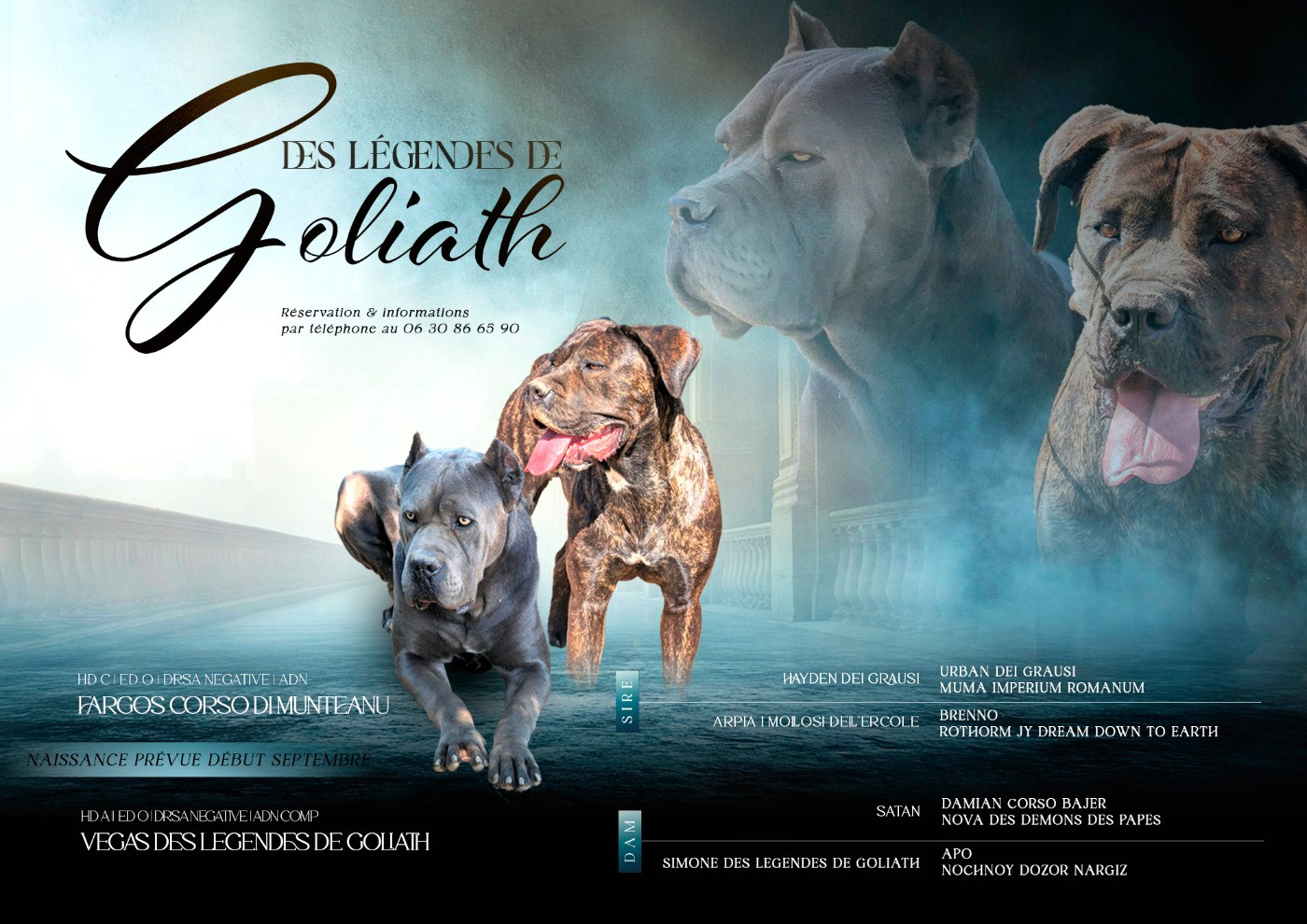 Gestation confirmée