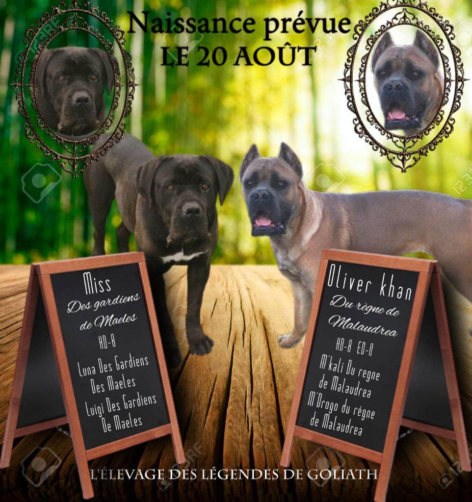 portée miss et oliver 2020