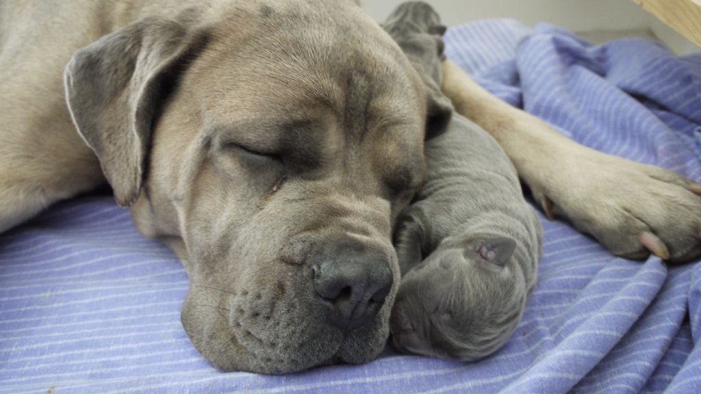 chiots Meetic et L'klay