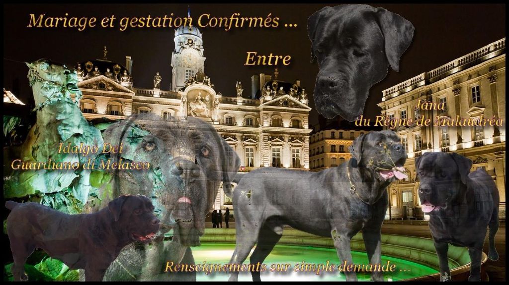 chiots portée jana et idalgo