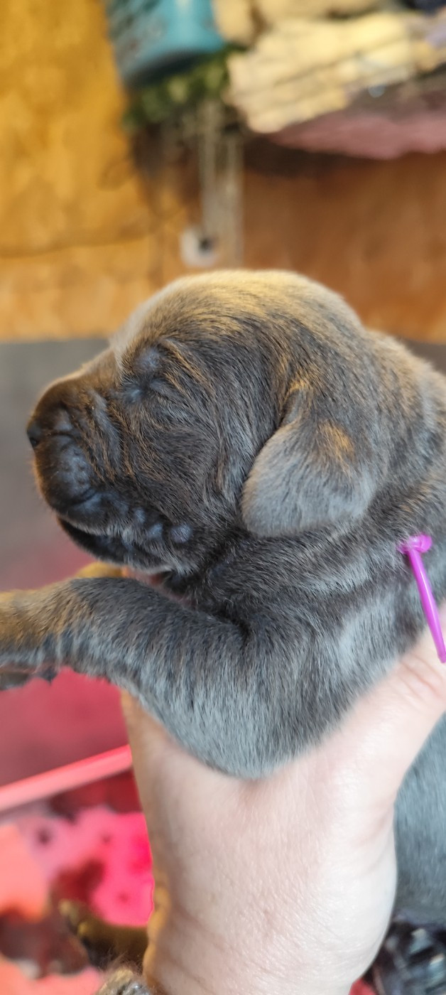 des Légendes de Goliath - Chiots disponibles - Cane Corso