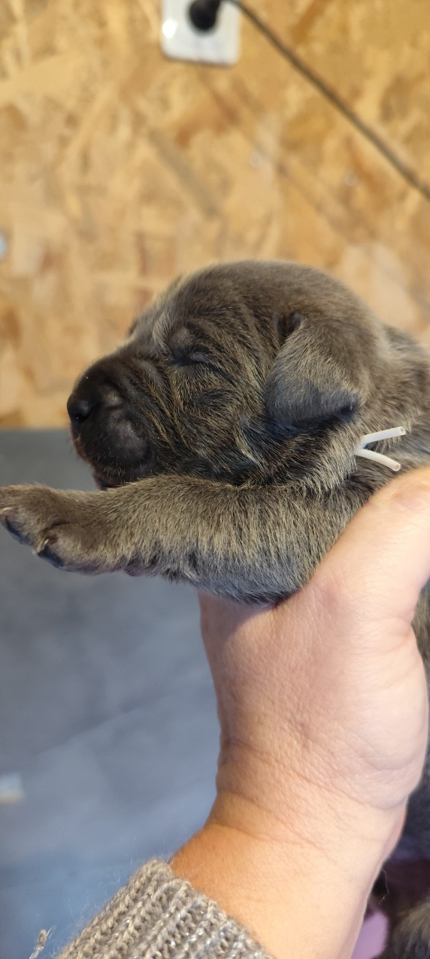 des Légendes de Goliath - Chiots disponibles - Cane Corso
