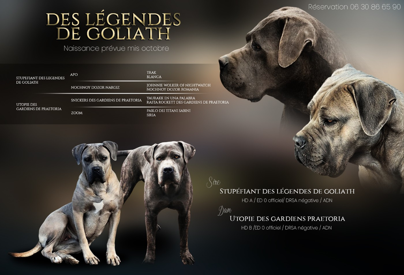 Chiot Cane Corso des Légendes de Goliath