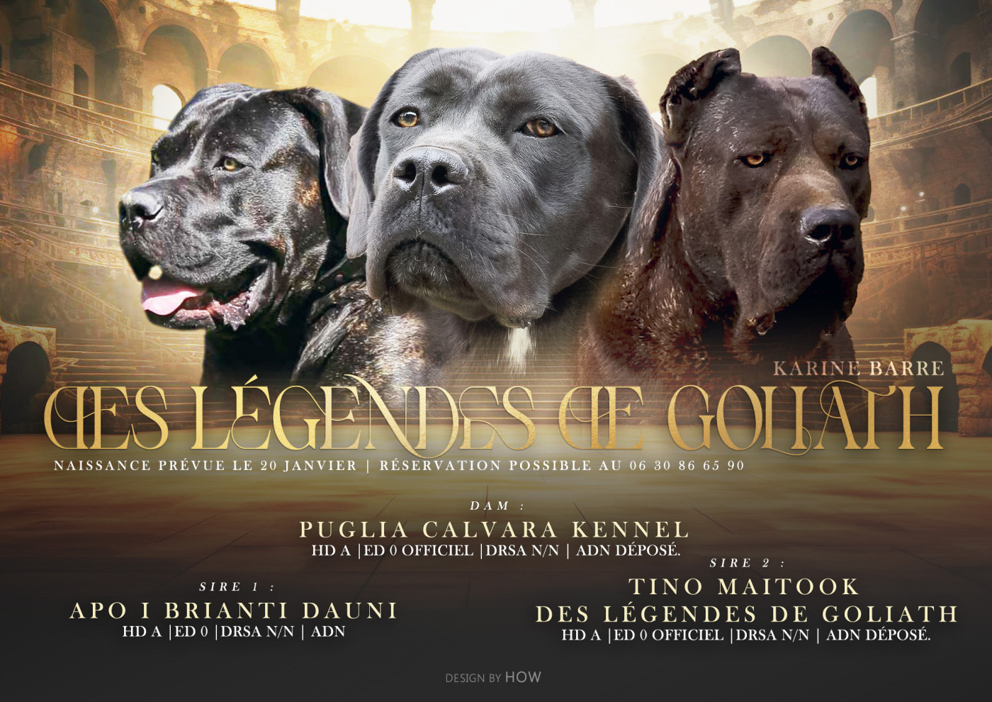 des Légendes de Goliath - Cane Corso - Portée née le 28/01/2026