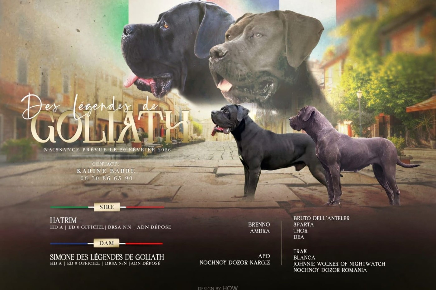 des Légendes de Goliath - Cane Corso - Portée née le 16/02/2026