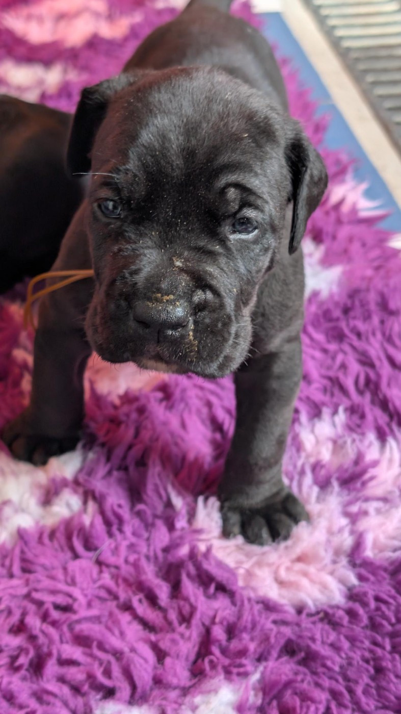 des Légendes de Goliath - Chiots disponibles - Cane Corso