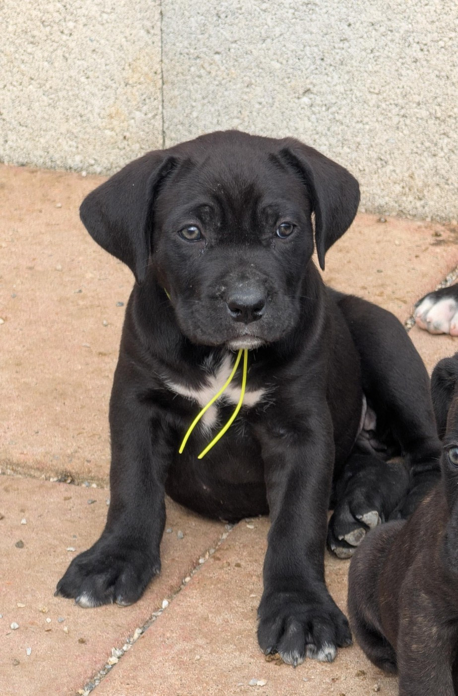 des Légendes de Goliath - Chiots disponibles - Cane Corso