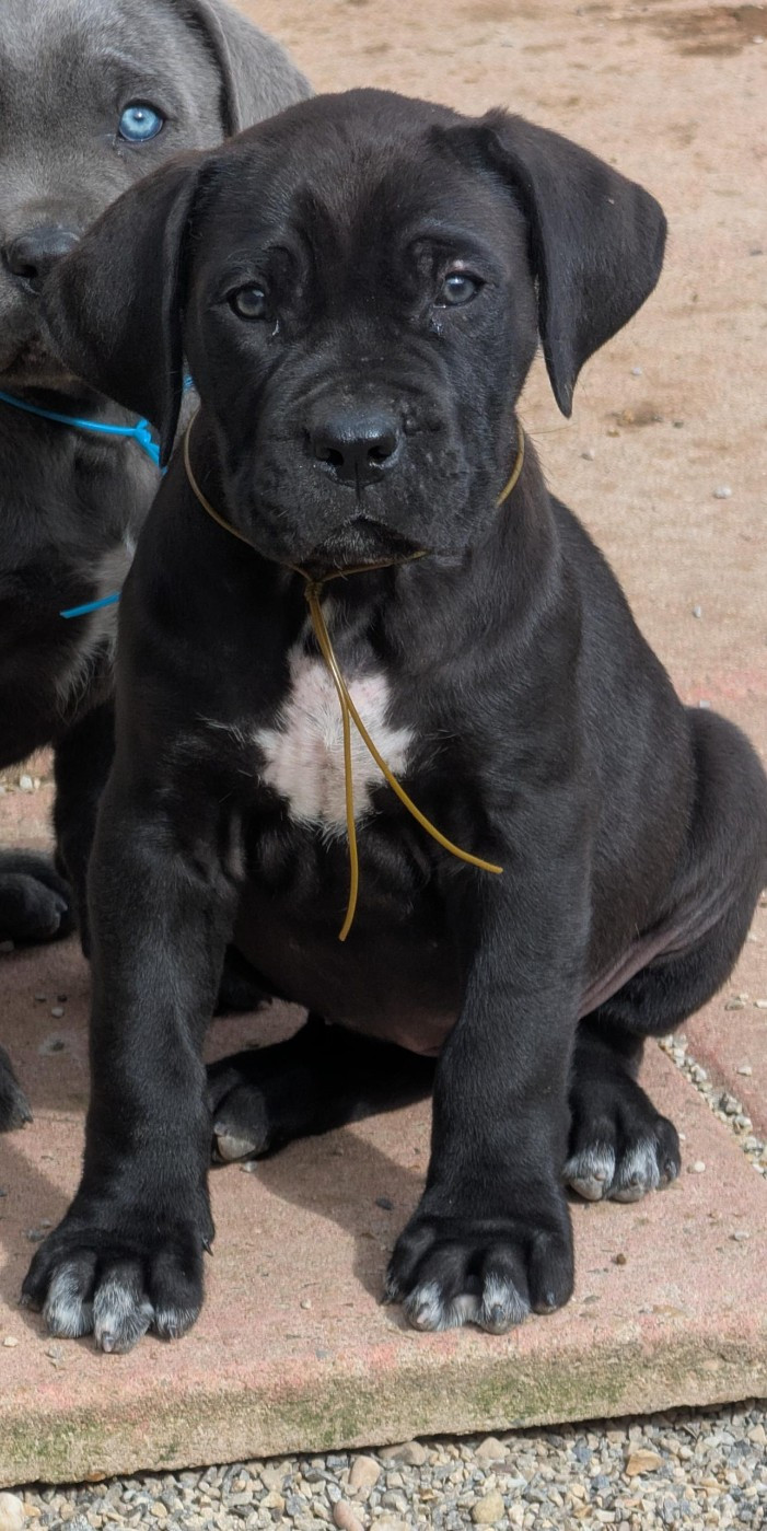 des Légendes de Goliath - Chiots disponibles - Cane Corso