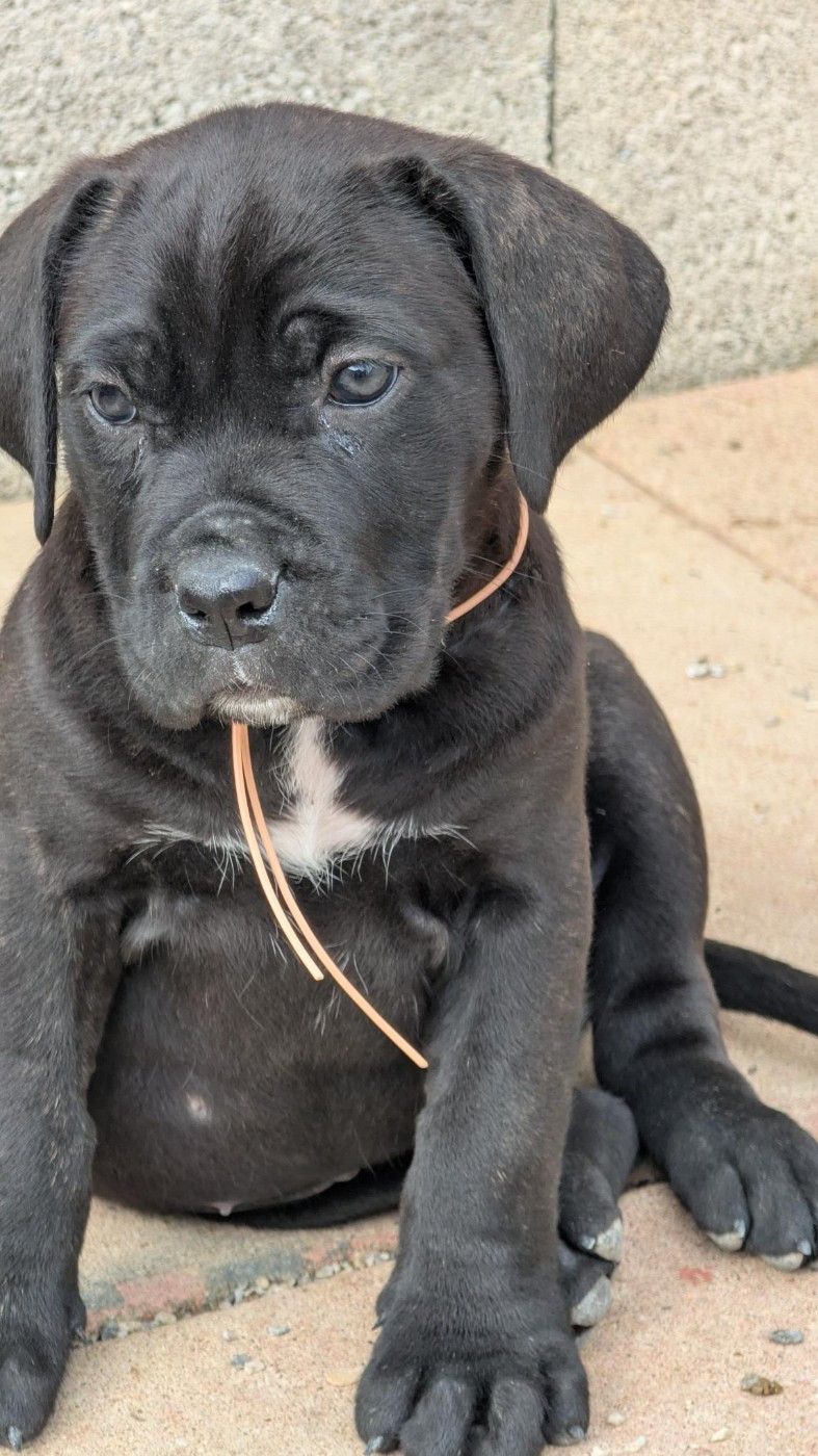 des Légendes de Goliath - Chiots disponibles - Cane Corso