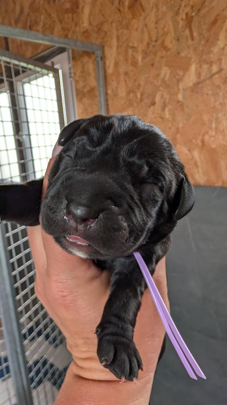 des Légendes de Goliath - Chiots disponibles - Cane Corso
