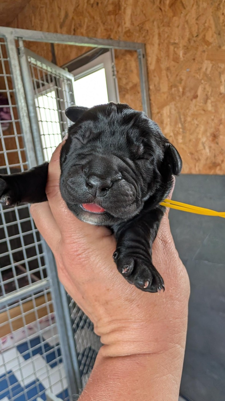 des Légendes de Goliath - Chiots disponibles - Cane Corso