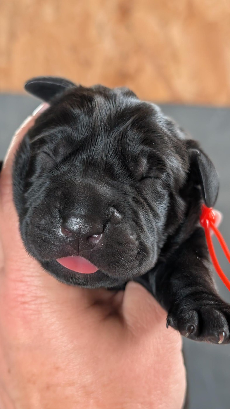 des Légendes de Goliath - Chiots disponibles - Cane Corso