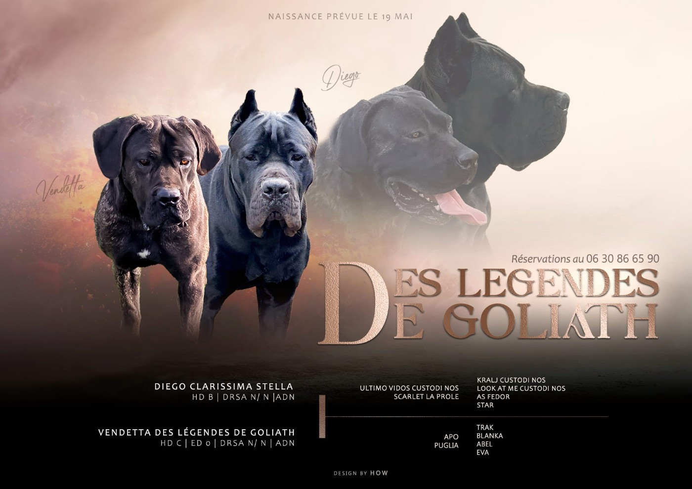 Chiot Cane Corso des Légendes de Goliath
