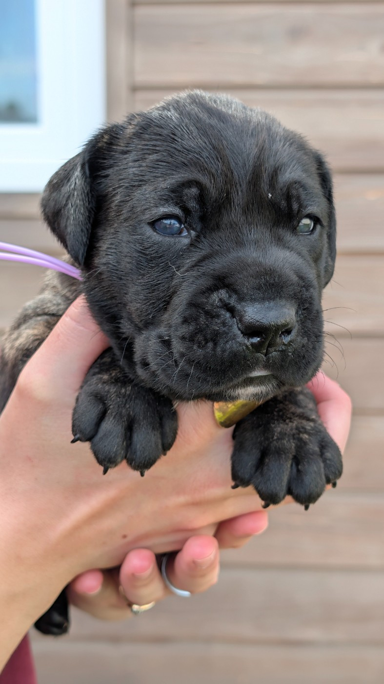 des Légendes de Goliath - Chiots disponibles - Cane Corso