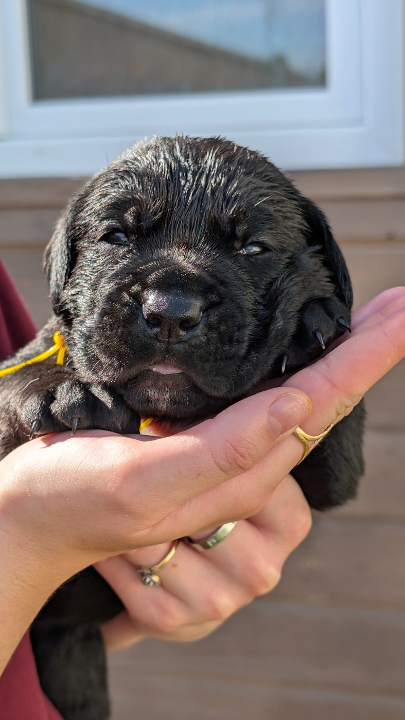 des Légendes de Goliath - Chiots disponibles - Cane Corso