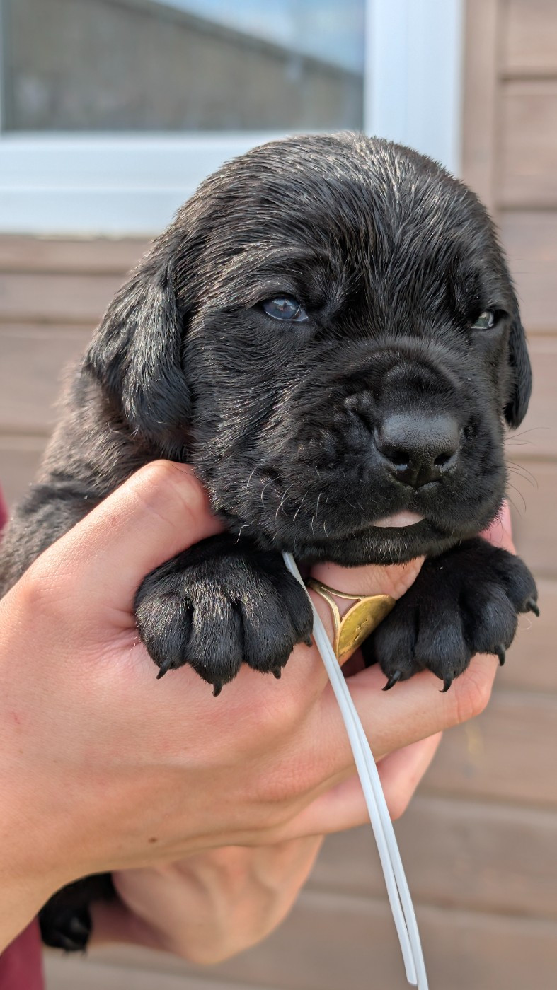 des Légendes de Goliath - Chiots disponibles - Cane Corso