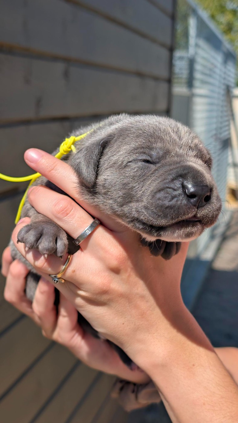 des Légendes de Goliath - Chiots disponibles - Cane Corso