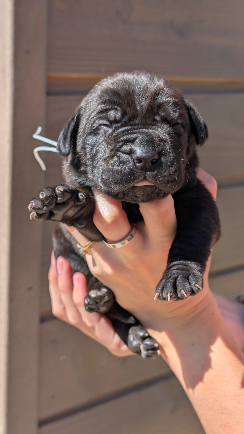 des Légendes de Goliath - Chiots disponibles - Cane Corso