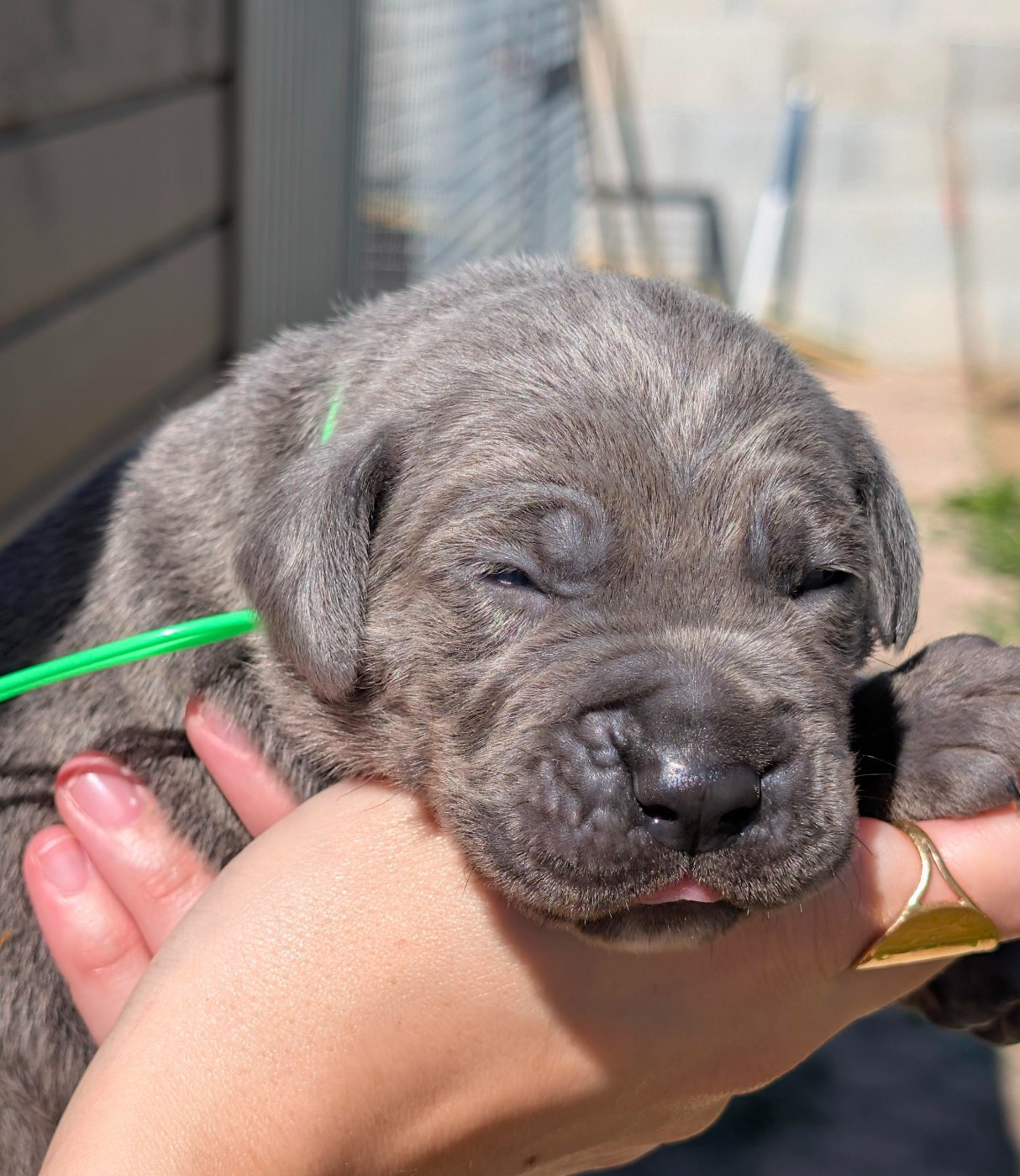 des Légendes de Goliath - Chiots disponibles - Cane Corso