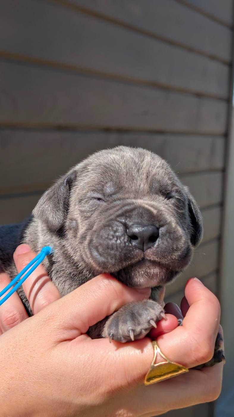 des Légendes de Goliath - Chiots disponibles - Cane Corso
