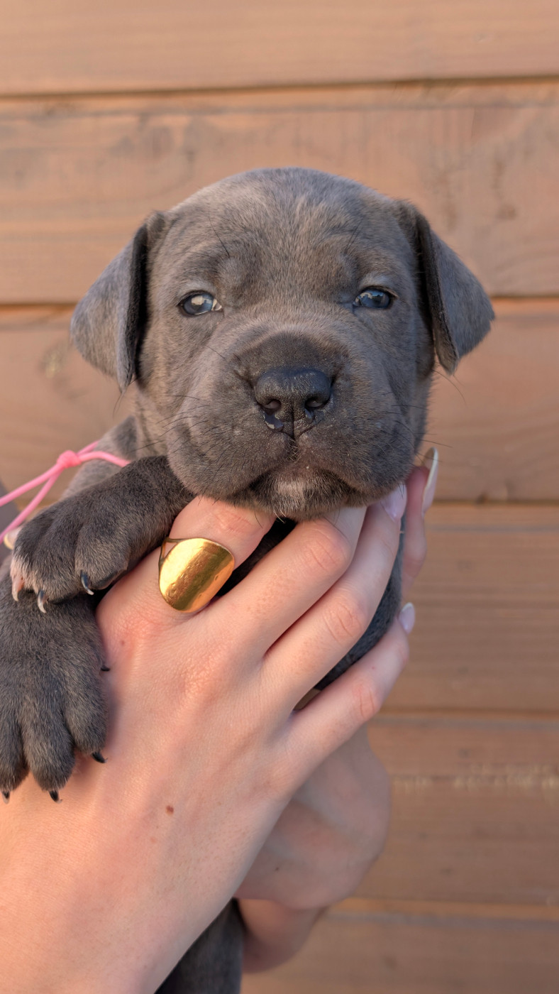 des Légendes de Goliath - Chiots disponibles - Cane Corso