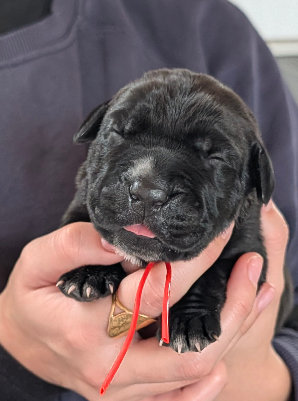 des Légendes de Goliath - Chiots disponibles - Cane Corso