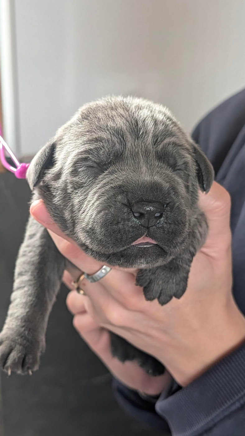 des Légendes de Goliath - Chiots disponibles - Cane Corso