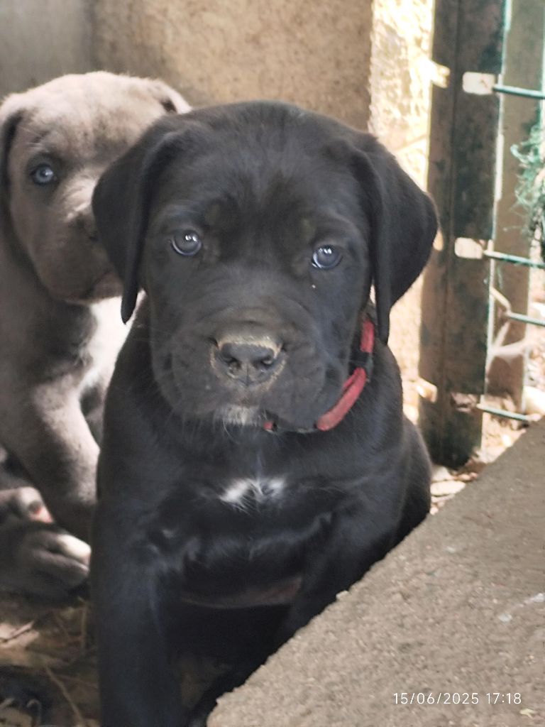 des Légendes de Goliath - Chiots disponibles - Cane Corso
