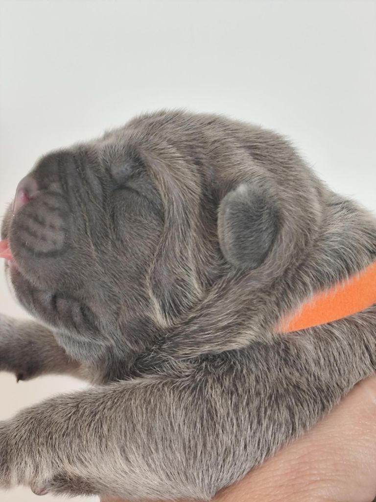 des Légendes de Goliath - Chiots disponibles - Cane Corso