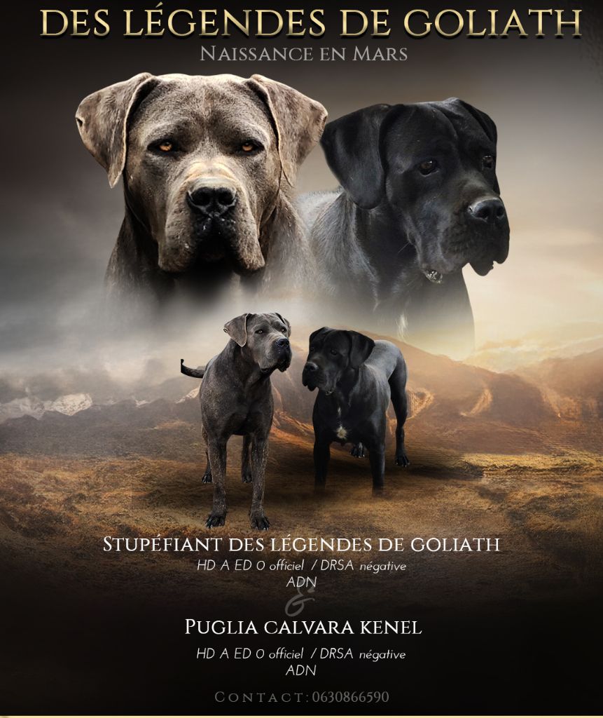 Chiot Cane Corso des Légendes de Goliath