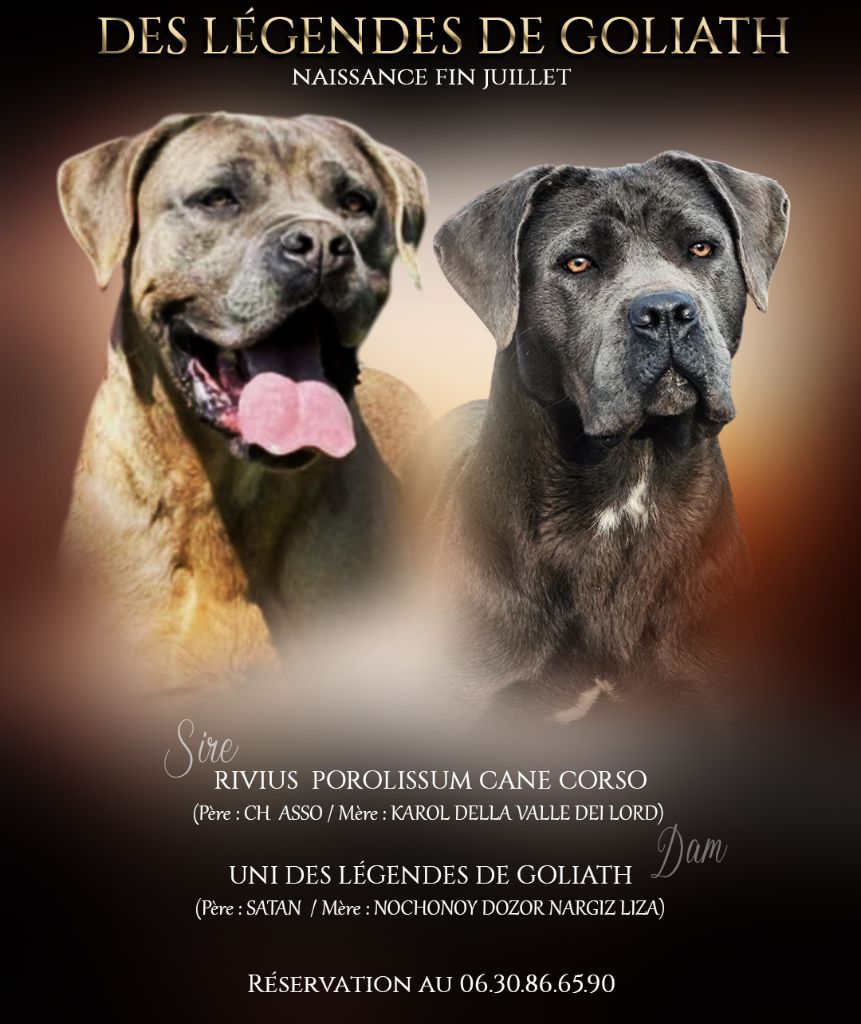 Chiot Cane Corso des Légendes de Goliath