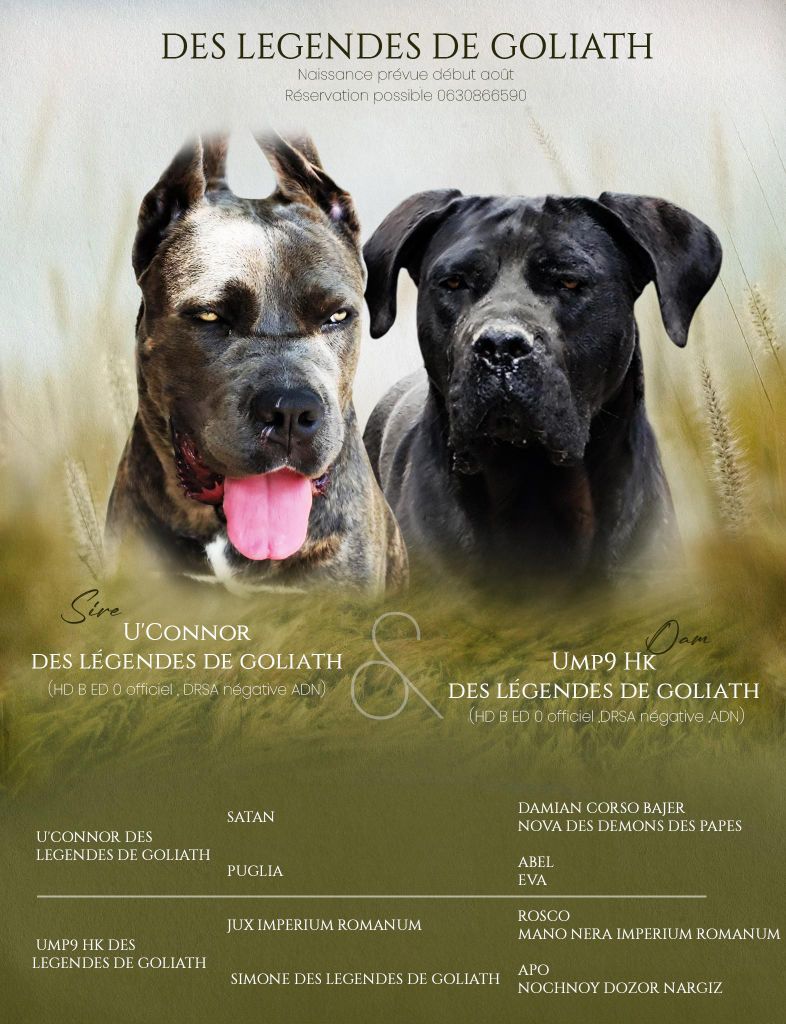 des Légendes de Goliath - Cane Corso - Portée née le 29/07/2025