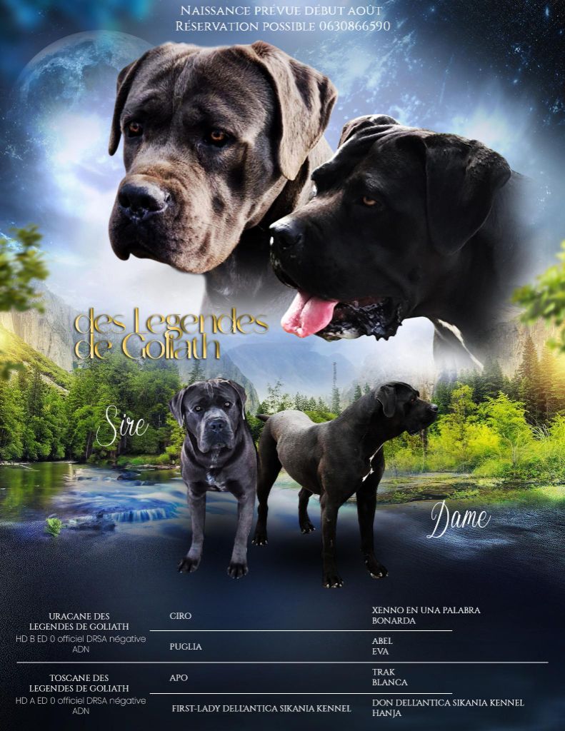 des Légendes de Goliath - Cane Corso - Portée née le 29/07/2025