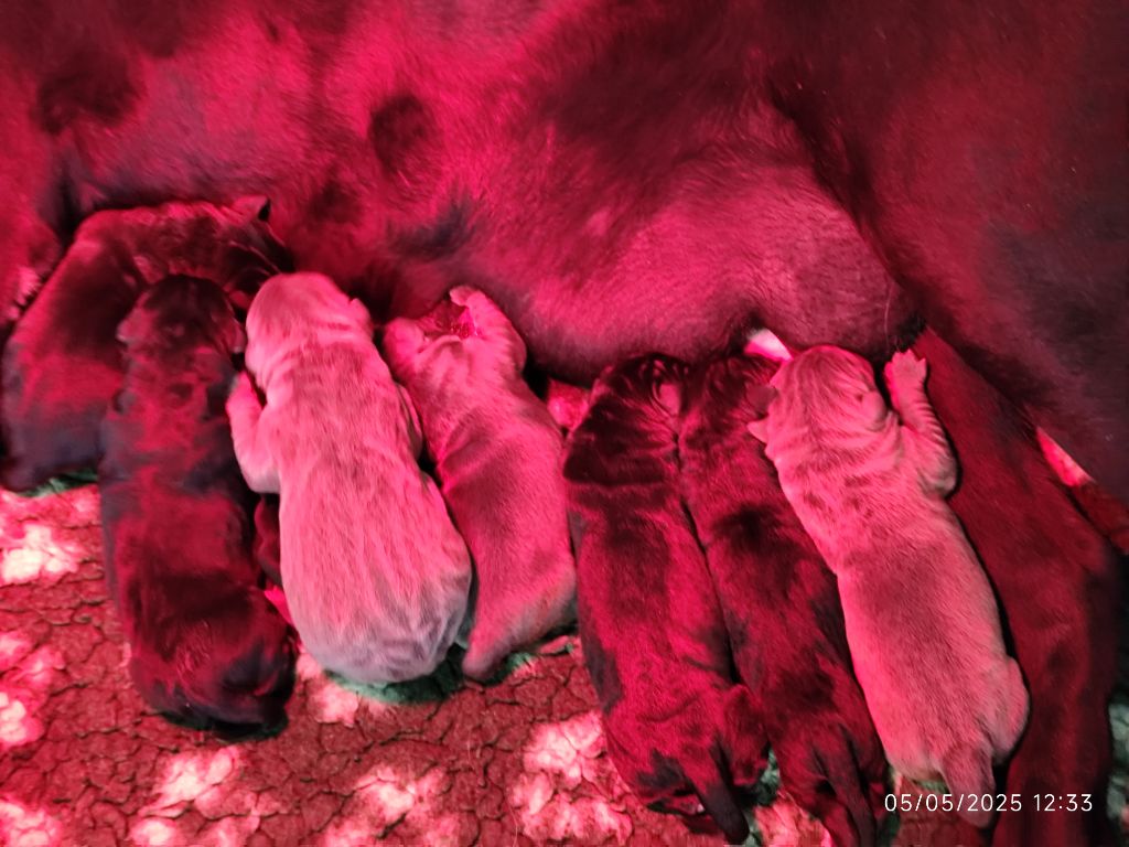 Chiot Cane Corso des Légendes de Goliath