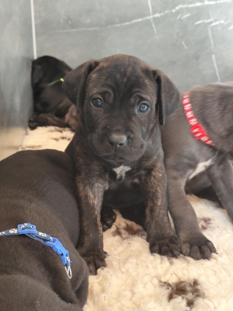 des Légendes de Goliath - Chiots disponibles - Cane Corso