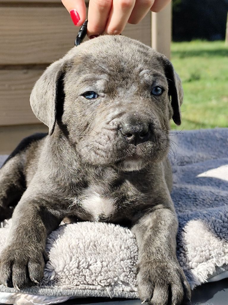 des Légendes de Goliath - Chiots disponibles - Cane Corso