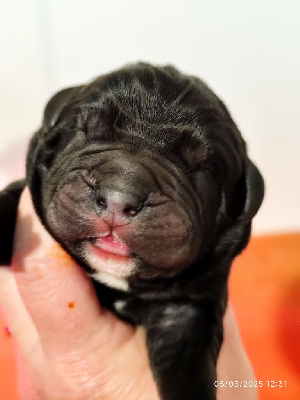 CHIOT