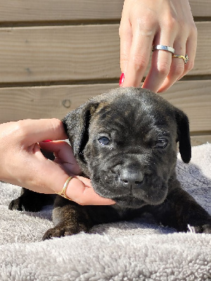 CHIOT