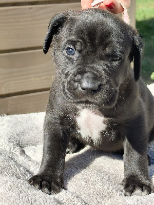 CHIOT