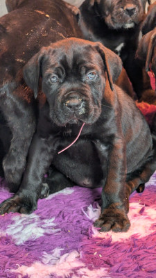 CHIOT 3