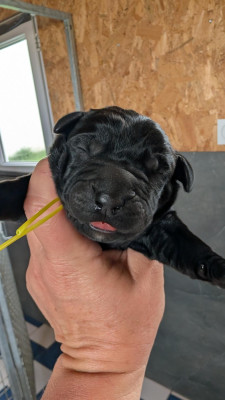 CHIOT 5