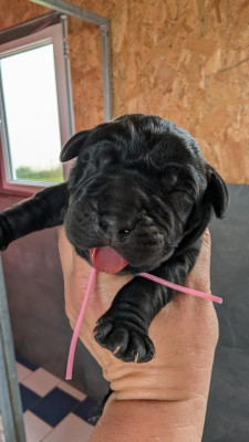 CHIOT 4